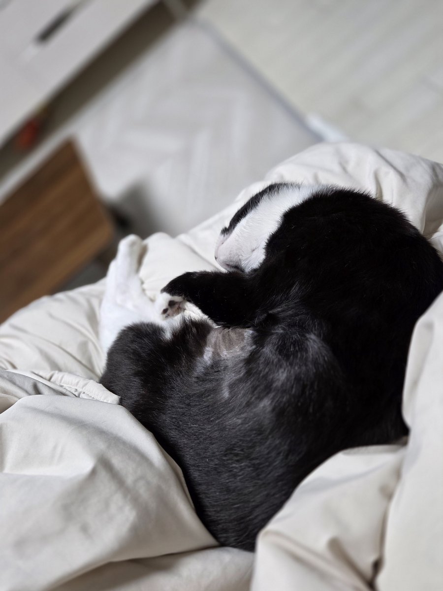 고단한 까슬민둥배 꼬영이