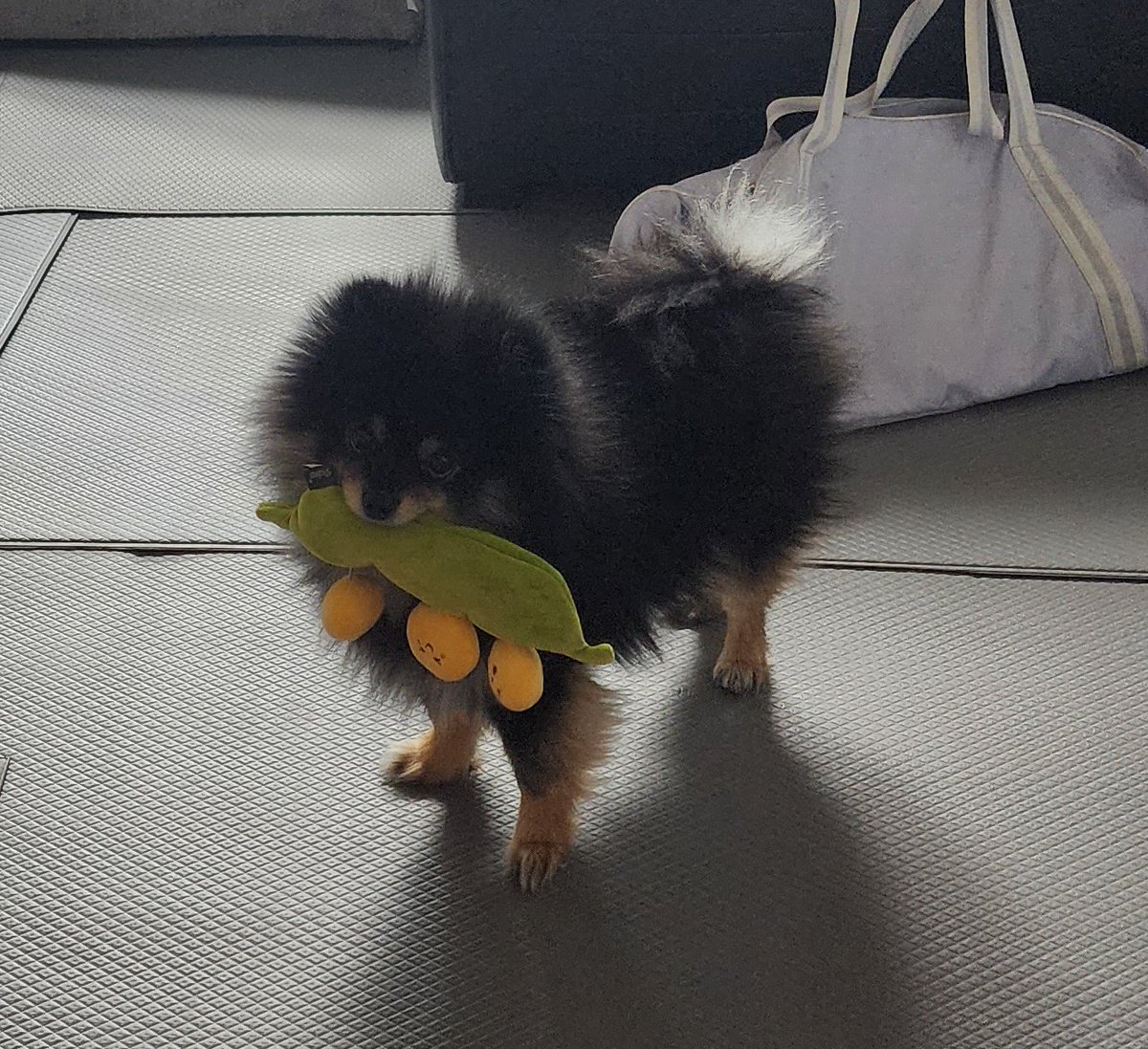 Mongsil_cute's tweet photo. 마음에 드시는듯. 콩까먹음 https://t.co/Q49y4nNZIJ
