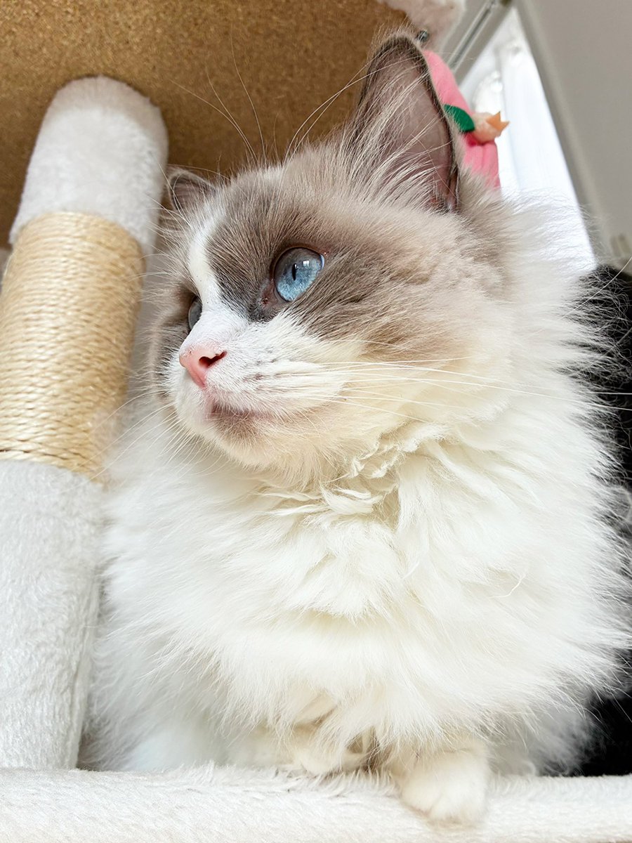 ルナ🌙✨ tweet media