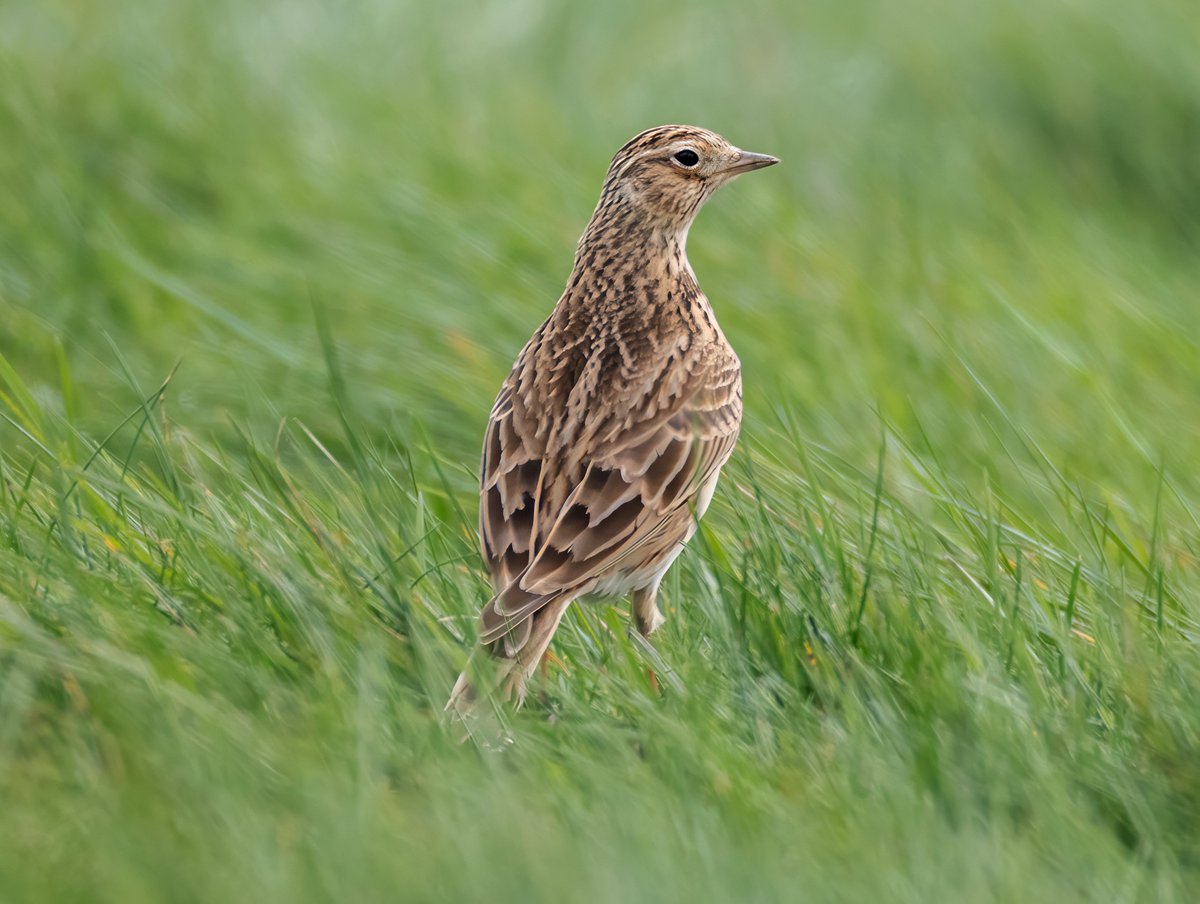 david butcher tweet media