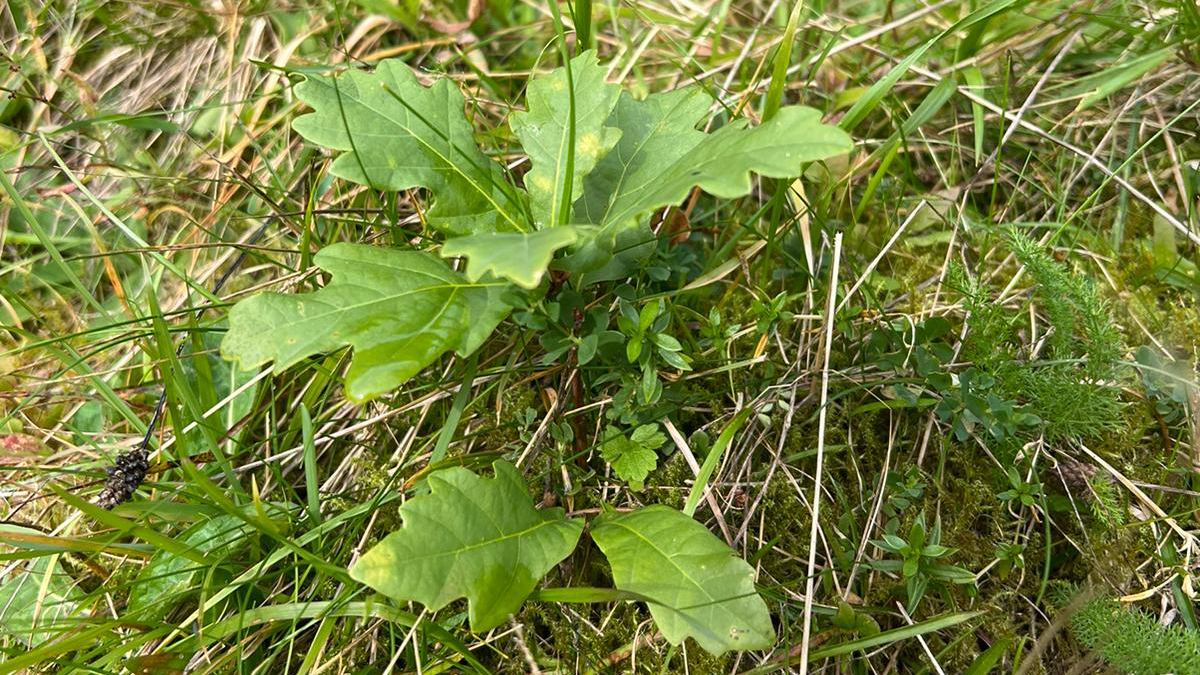 Organic Research Centre tweet media