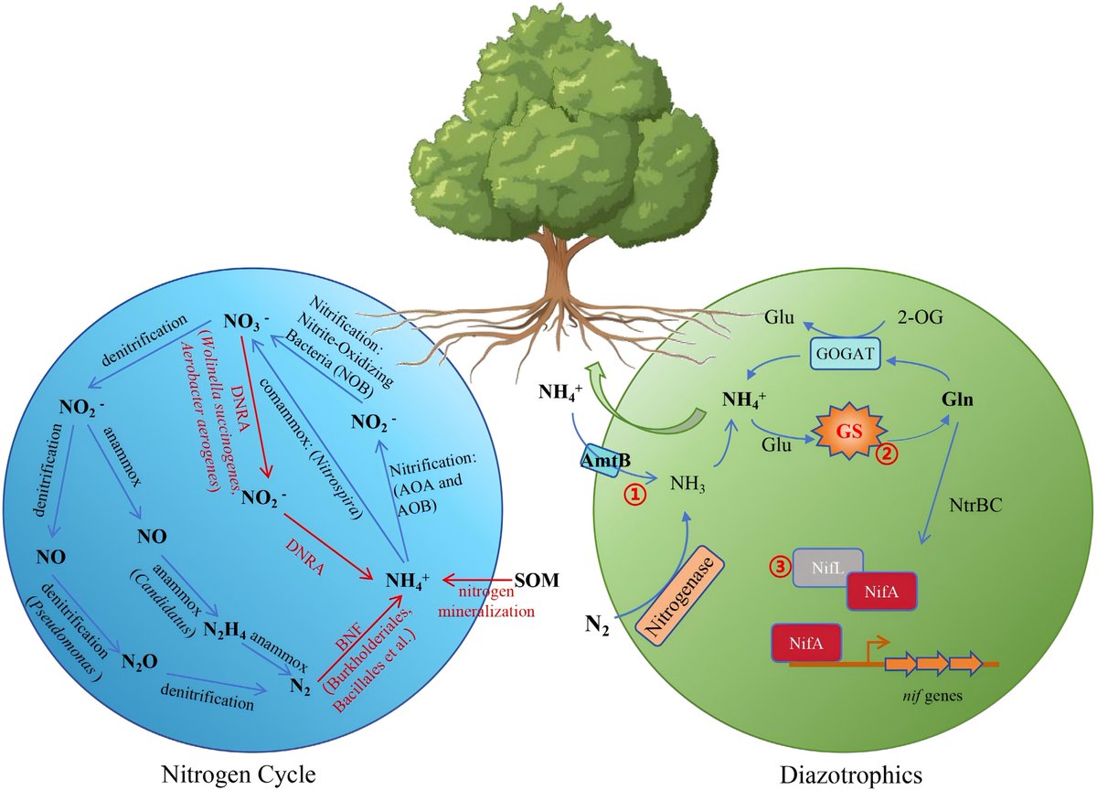 Forestry Research tweet media