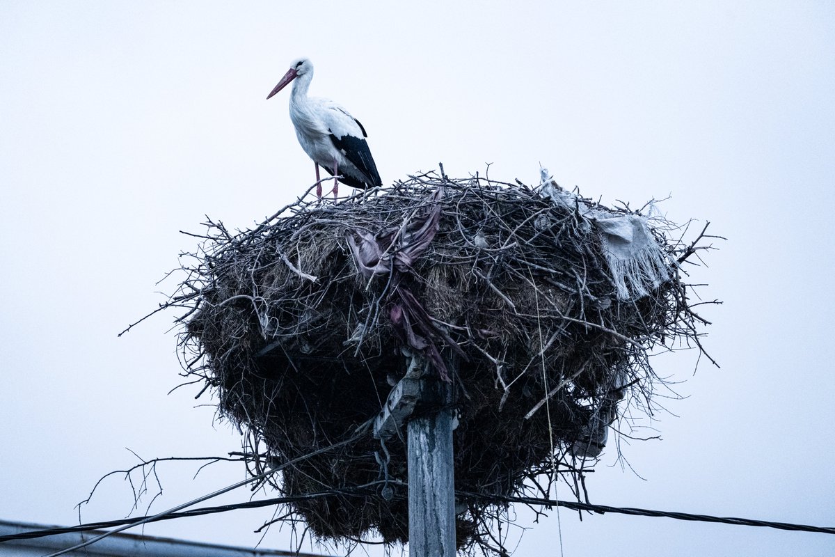 Hoş geldin Yaren...

Yaren leylek ve Adem amca 15. kez kavuştu.

tr.trthaber.com/1/992f4a58