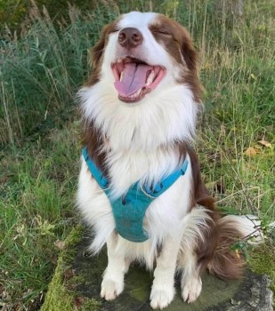 MissingPetsGB's tweet image. FIG has been #missing three years today 💔

Fig is believed to have been a victim of #theftbyfinding 

FIG is still #missing 

There have been absolutely no sightings

Has anyone seen this lovely Border Collie girl ? 

Last seen #Bintree #Norfolk #NR2 27 February 2023
