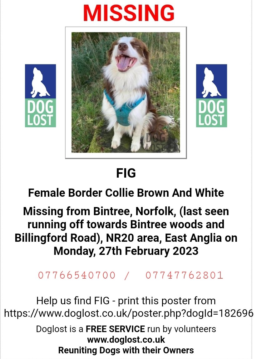 MissingPetsGB's tweet image. FIG has been #missing three years today 💔

Fig is believed to have been a victim of #theftbyfinding 

FIG is still #missing 

There have been absolutely no sightings

Has anyone seen this lovely Border Collie girl ? 

Last seen #Bintree #Norfolk #NR2 27 February 2023