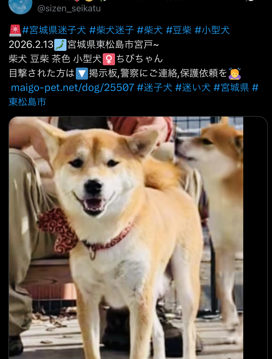 🌟解決済み🌟 宮城県のちびちゃん 無事帰ってきたようです