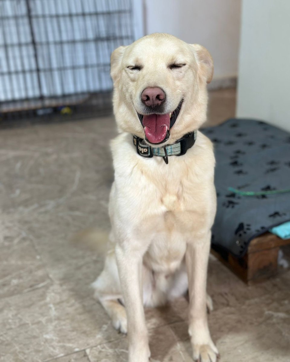 adoptdontshopl's tweet photo. 🐶 FOR ADOPTION 🐶
💛 Simba 💛3-year-old male dog 🐾
Vaccinated &amp; neutered. Very friendly, playful, and full of joy ❤️
Loves to play and be around people 🏡
📲 Contact: 76 430 742
Can’t adopt? Please share!

#adoptdontshop #dogforadoption #foreverhome https://t.co/Ni3MwHfr6m