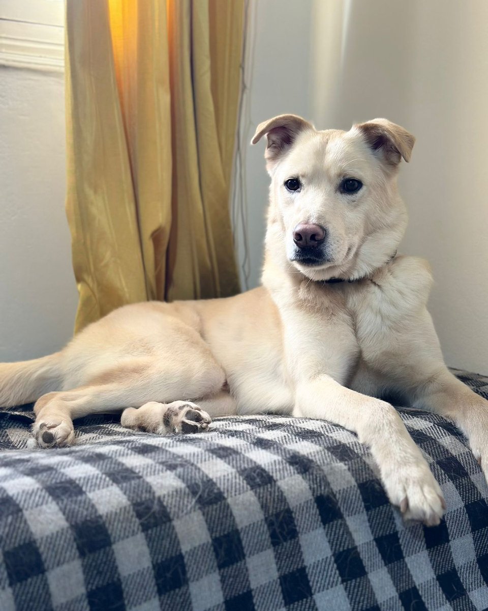 adoptdontshopl's tweet photo. 🐶 FOR ADOPTION 🐶
💛 Simba 💛3-year-old male dog 🐾
Vaccinated &amp; neutered. Very friendly, playful, and full of joy ❤️
Loves to play and be around people 🏡
📲 Contact: 76 430 742
Can’t adopt? Please share!

#adoptdontshop #dogforadoption #foreverhome https://t.co/Ni3MwHfr6m