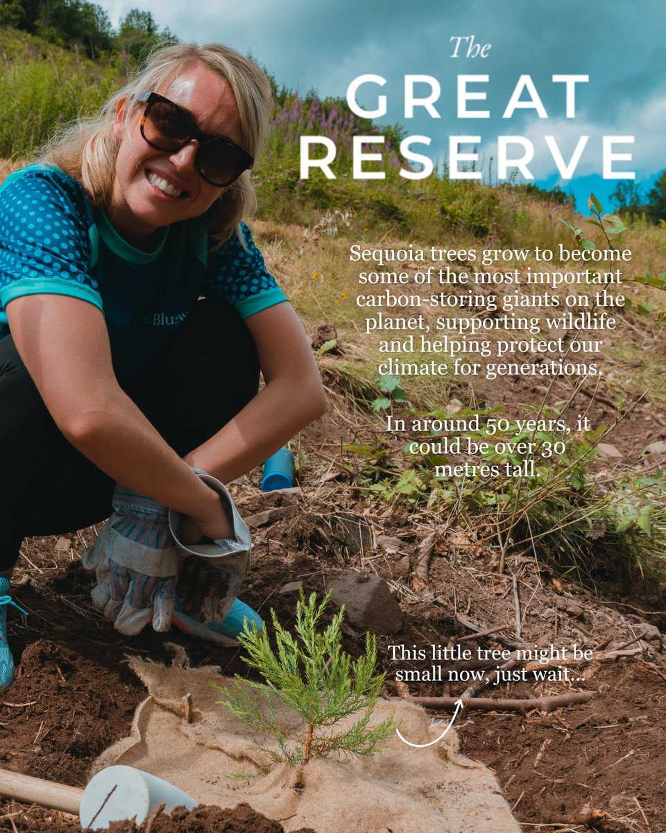 Small now. 🌱
But in 50 years, this sequoia could stand over 30 metres tall, a carbon-storing giant supporting wildlife and helping protect our climate for generations.
Big futures start small. 🌍
#TheGreatReserve #OneLifeOneTree #Sequoia
