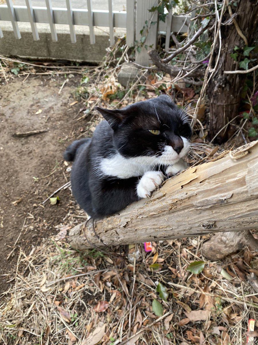 にゃん太郎 (@nyannyan__taro) / Posts / X