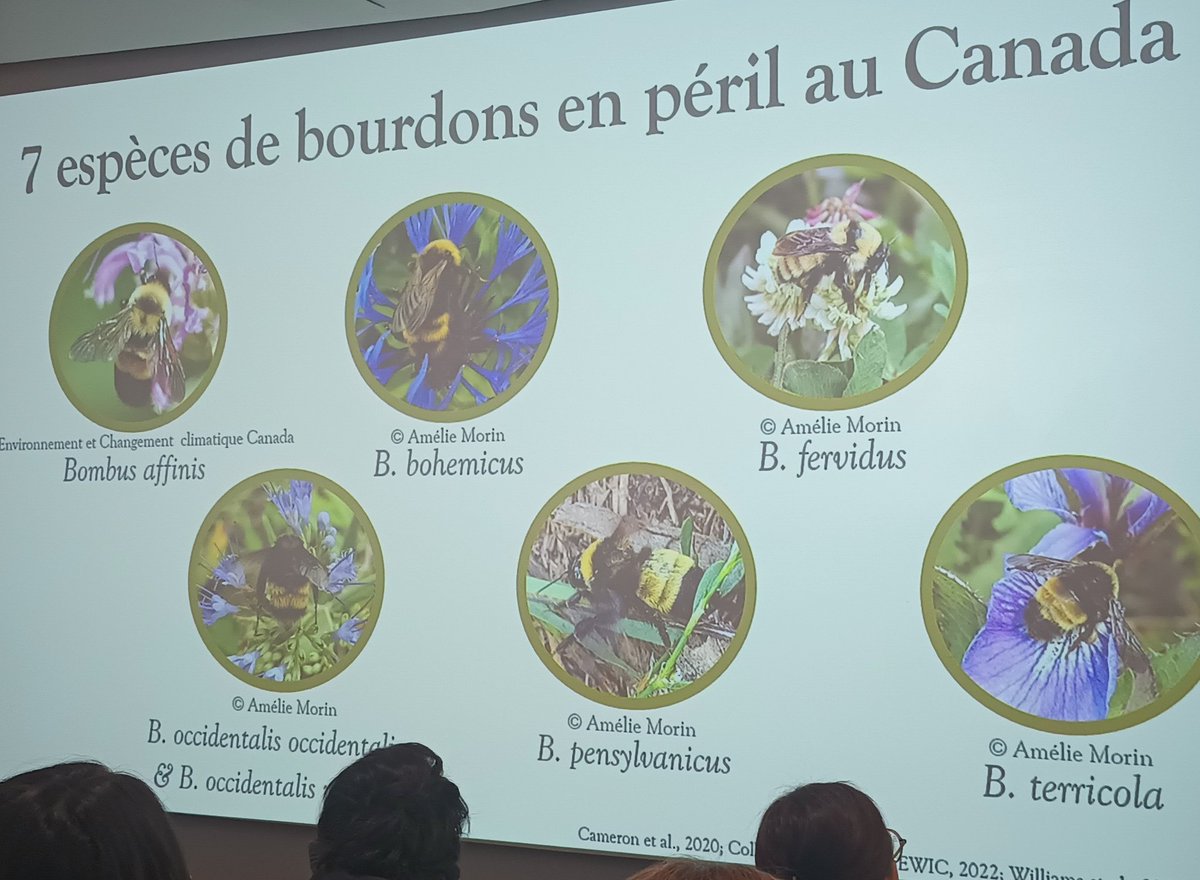 Paul Caplette tweet media