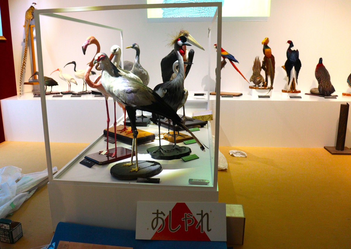 Ibaraki_Museum's tweet photo. いよいよ明日【正午】スタート！
企画展「鳥の世界へようこそ！」🐦
かっこいい鳥、かわいい鳥、おしゃれな鳥、
そして思わず二度見する奇抜な鳥まで。🦚
個性豊かな鳥たちを、たっぷり紹介します。
ぜひ会いに来てください🪶
＃ミュージアムパーク　#企画展　#鳥　#博物館 https://t.co/JTxS31li28