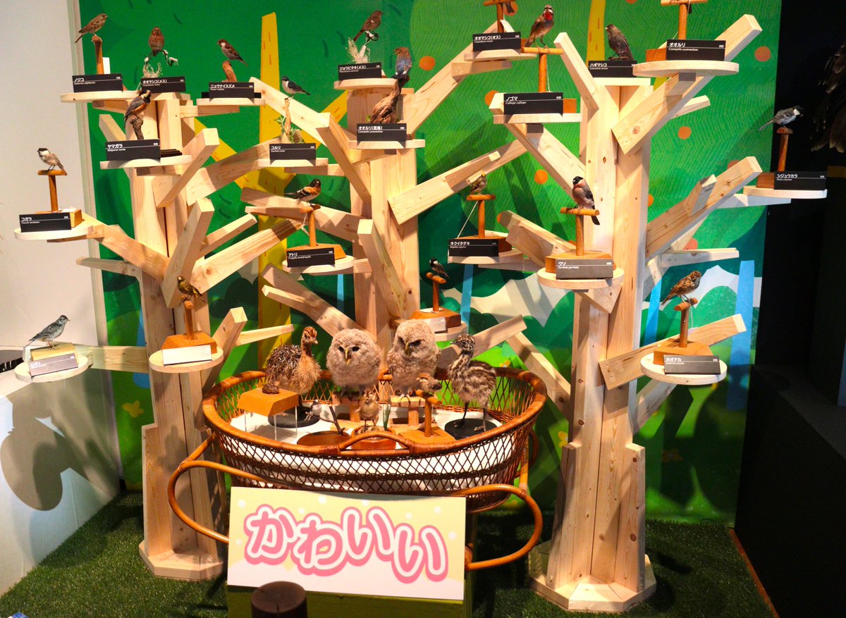 Ibaraki_Museum's tweet photo. いよいよ明日【正午】スタート！
企画展「鳥の世界へようこそ！」🐦
かっこいい鳥、かわいい鳥、おしゃれな鳥、
そして思わず二度見する奇抜な鳥まで。🦚
個性豊かな鳥たちを、たっぷり紹介します。
ぜひ会いに来てください🪶
＃ミュージアムパーク　#企画展　#鳥　#博物館 https://t.co/JTxS31li28