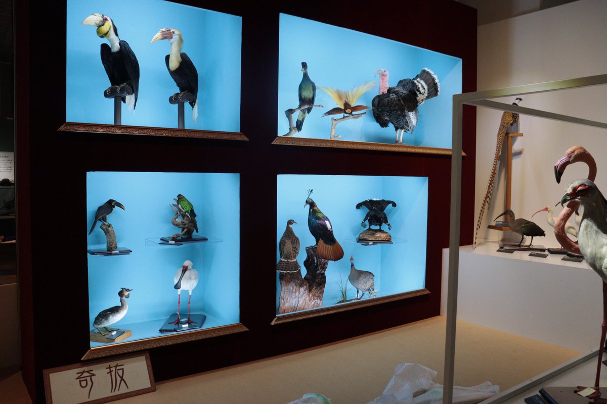 Ibaraki_Museum's tweet photo. いよいよ明日【正午】スタート！
企画展「鳥の世界へようこそ！」🐦
かっこいい鳥、かわいい鳥、おしゃれな鳥、
そして思わず二度見する奇抜な鳥まで。🦚
個性豊かな鳥たちを、たっぷり紹介します。
ぜひ会いに来てください🪶
＃ミュージアムパーク　#企画展　#鳥　#博物館 https://t.co/JTxS31li28