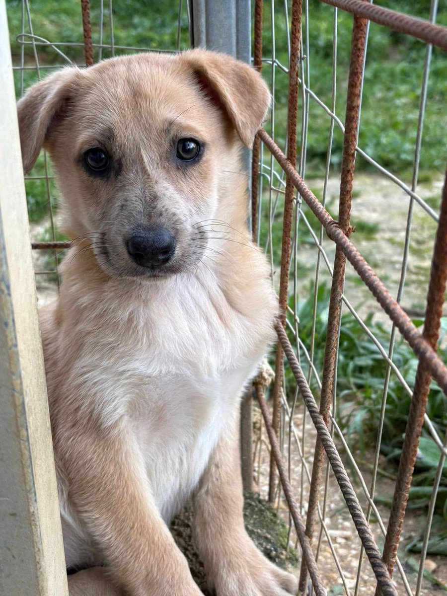 🐾 Cleo cerca casa… cerca qualcuno da amare per sempre 🐾

📅 Nata il 10/11/2025
🐶 Taglia media
💛 Dolce, tenera, sensibile

Aiutiamola a trovare la sua famiglia. Condividere può cambiarle la vita.

Whatsapp al +39 327 760 7352, PRESENTANDOSI con nome, cognome e luogo.