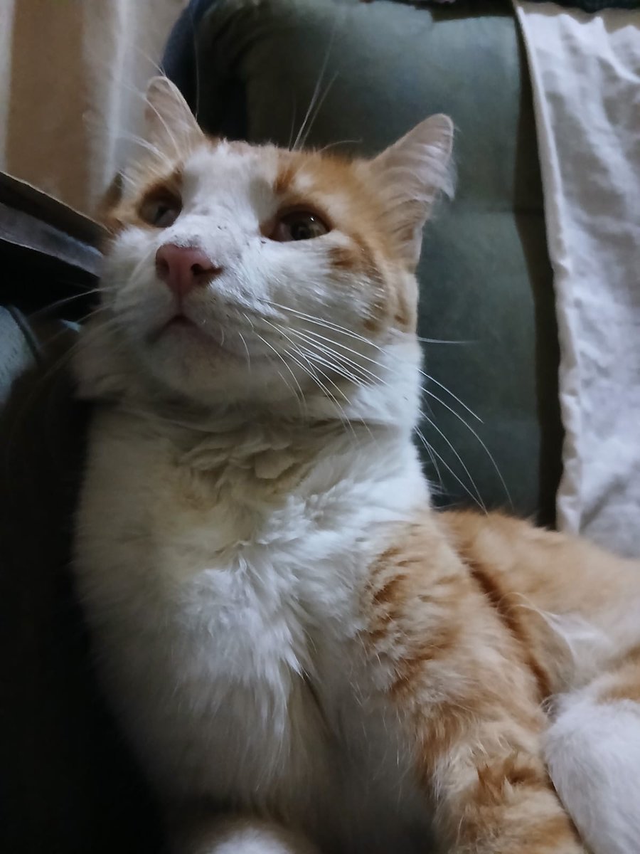 _tangotitss's tweet photo. my handsome boy gusto
#prayersforhim my boy fell ill😔 https://t.co/r9tUbS99z0