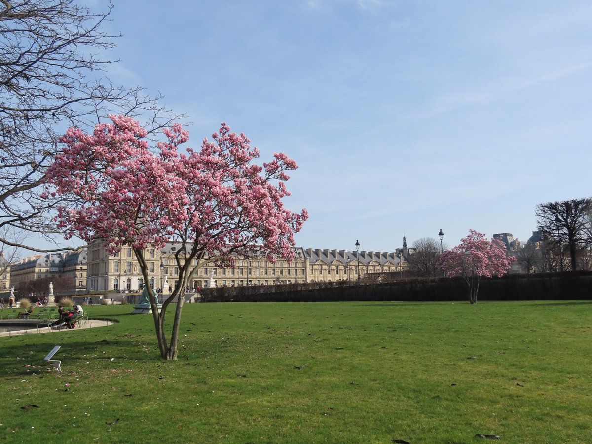 Paris 26 février 2026
Les magnolias sont en fleurs au jardin des Tuileries 🌸
#ParisJeTAime