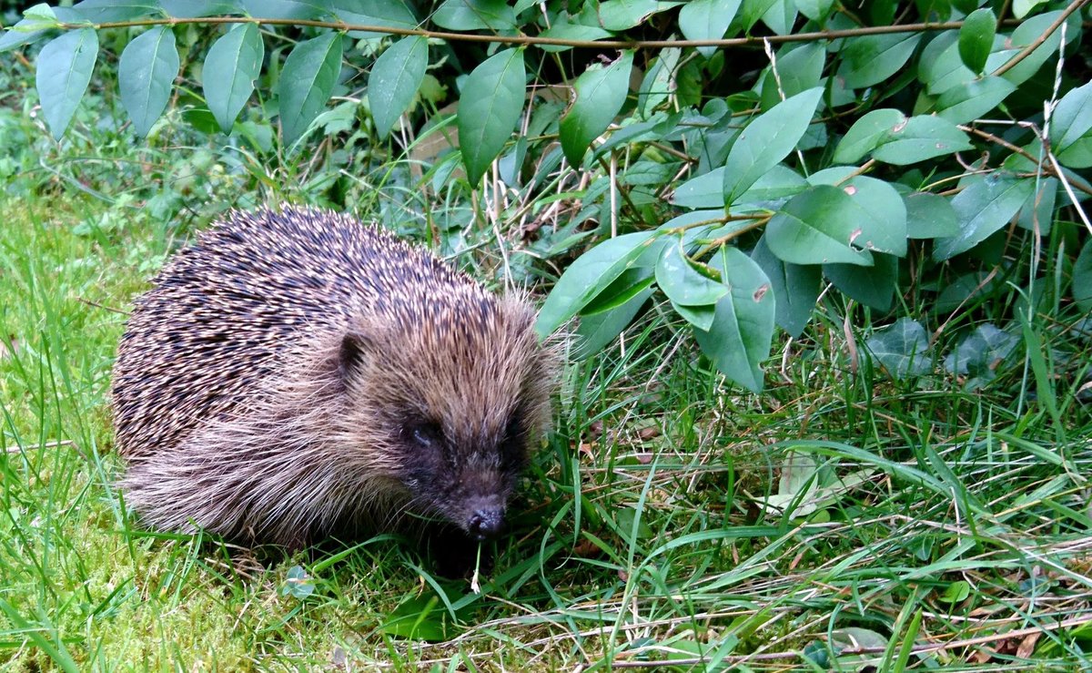 Steve Maskell tweet media