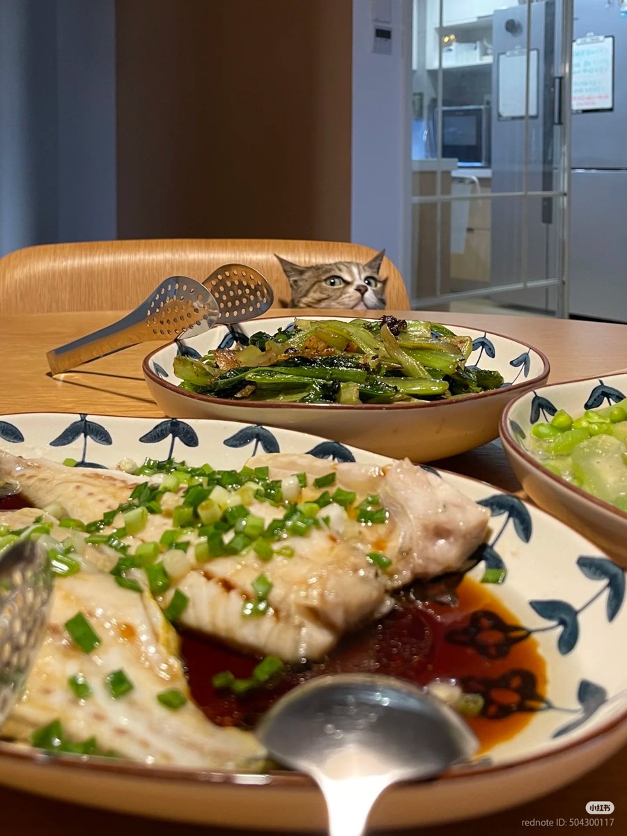 No Context Cats tweet media