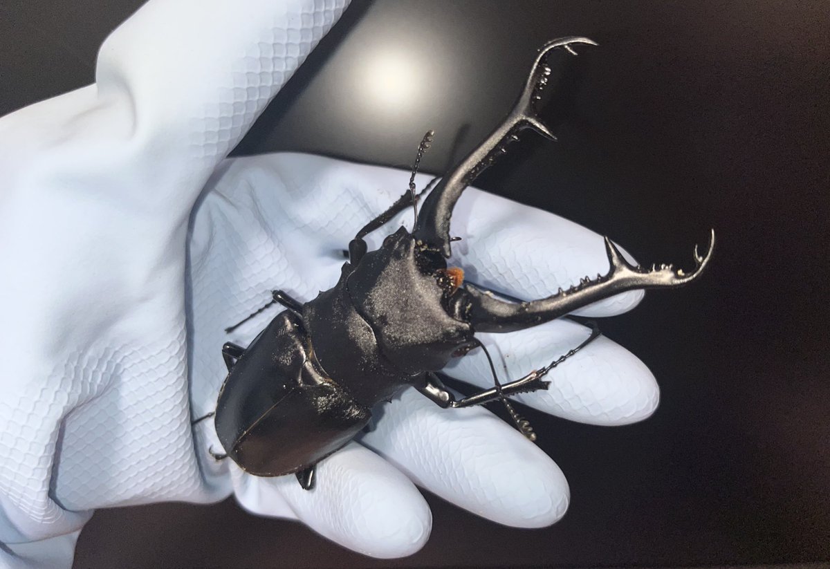 3/1(日)闘蟲門 今回の2位の景品はギラファノコギリクワガタペアになり