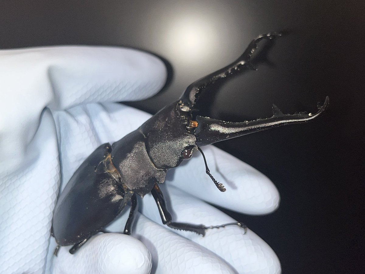 3/1(日)闘蟲門 今回の2位の景品はギラファノコギリクワガタペアになり