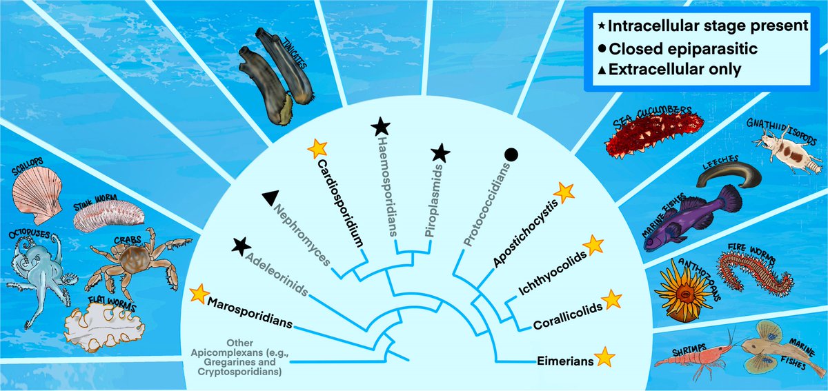 protasov_evgeni's tweet image. Endosymbiotic Apicomplexans of Marine Holobionts: Microbial Parasites in a Warming Ocean
#microbiology #protists #parasites
doi.org/10.1093/icb/ic…
