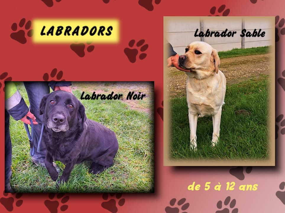 RespectonsAsso's tweet photo. RECHERCHE famille d'ACCUEUIL (FA) ou famille ADOPTIVE : Nous proposons une seconde ou nouvelle chance aux chiens labradors adultes saisis à Piffonds (89), âgés de 5 à 12 ans en leur recherchant, pour ... 
#Adoption
    
la suite ici: https://t.co/DCQJPOCoe4 https://t.co/q8ttdgM5io