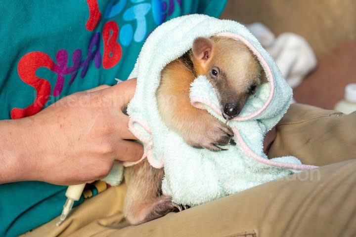 #見た人もなにか無言でかわいいをあげる