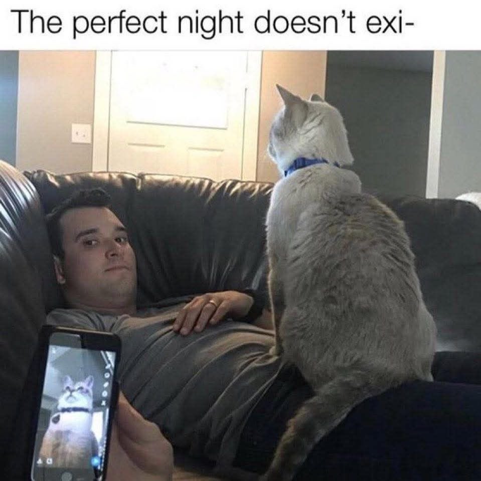 No Cats No Life tweet media