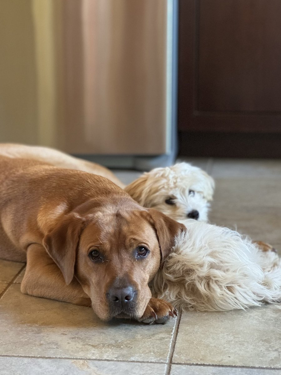 melflatt's tweet image. @MSNOWNews #waytoearly
We are up early because I had back surgery and my nurses thought it was time I get up and walk.