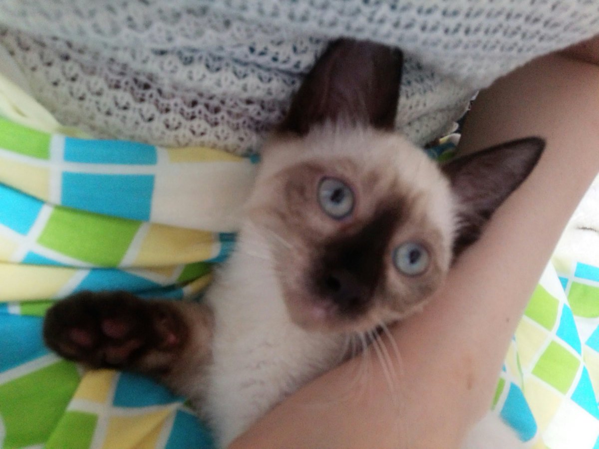 シャム系猫はいいぞ…！！