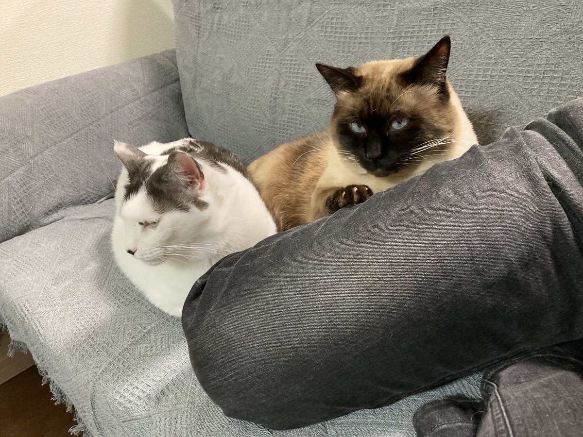 シャム系猫はいいぞ…！！