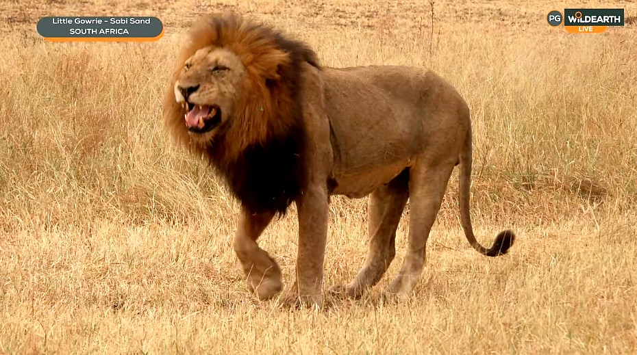 SimplyGabi69's tweet photo. Nice flehmen Grimace,  Ndhzenga male Lion #wildearth https://t.co/5tTbljypcD
