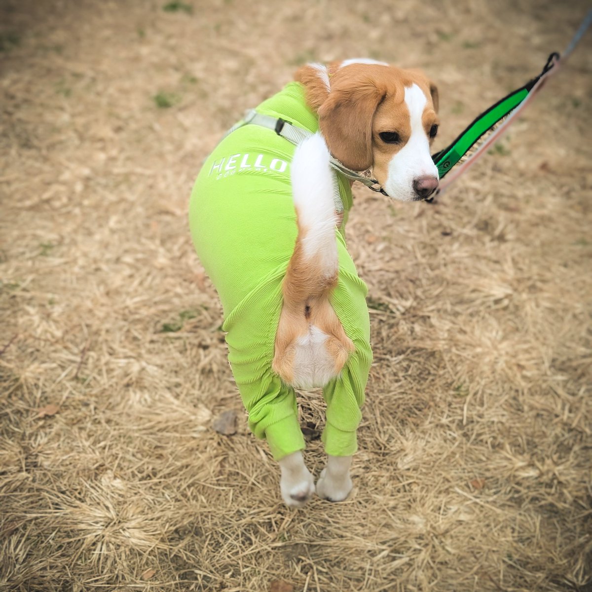 T___Nf's tweet photo. ロンパース犬かわいい https://t.co/GhiJwwP0M2