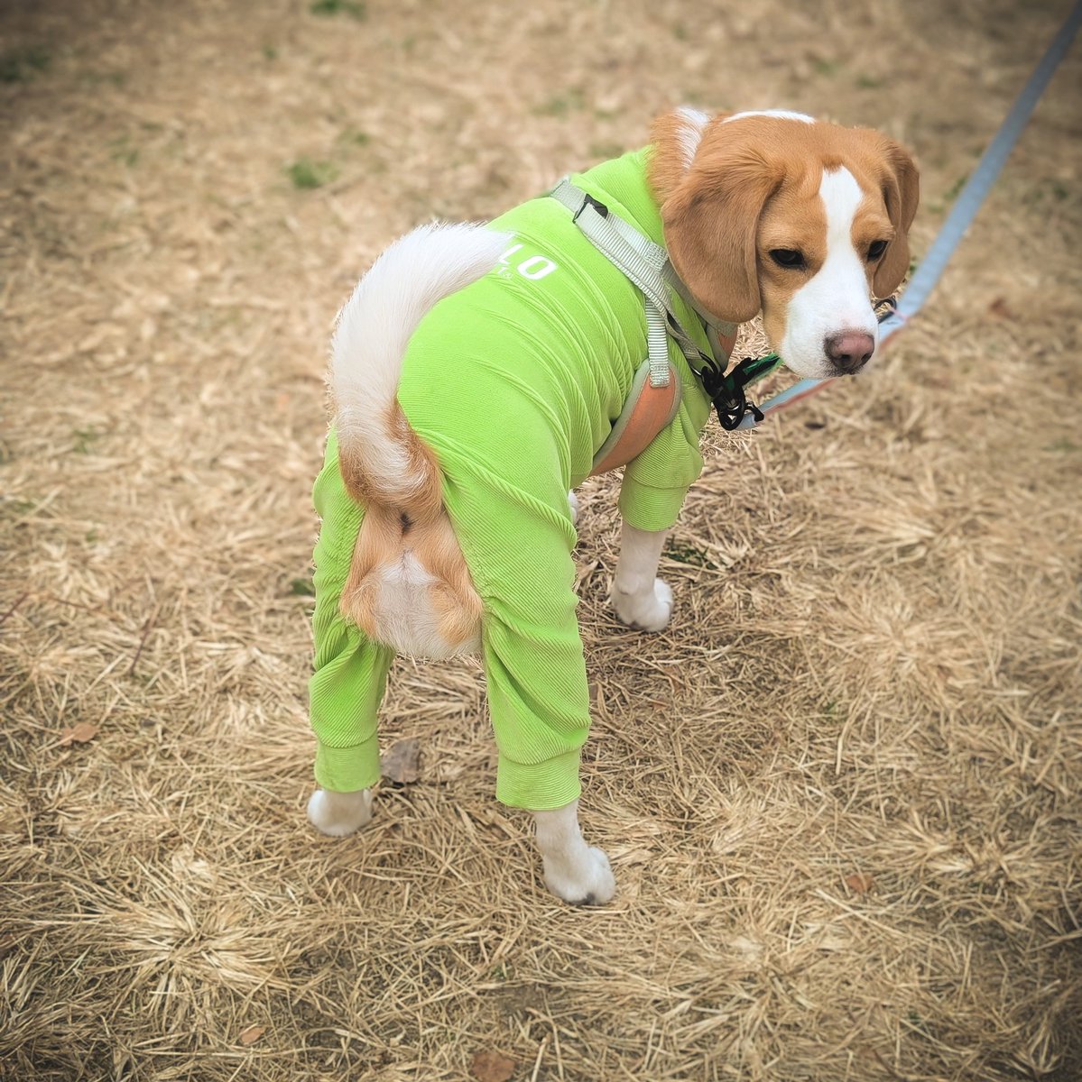 T___Nf's tweet photo. ロンパース犬かわいい https://t.co/GhiJwwP0M2