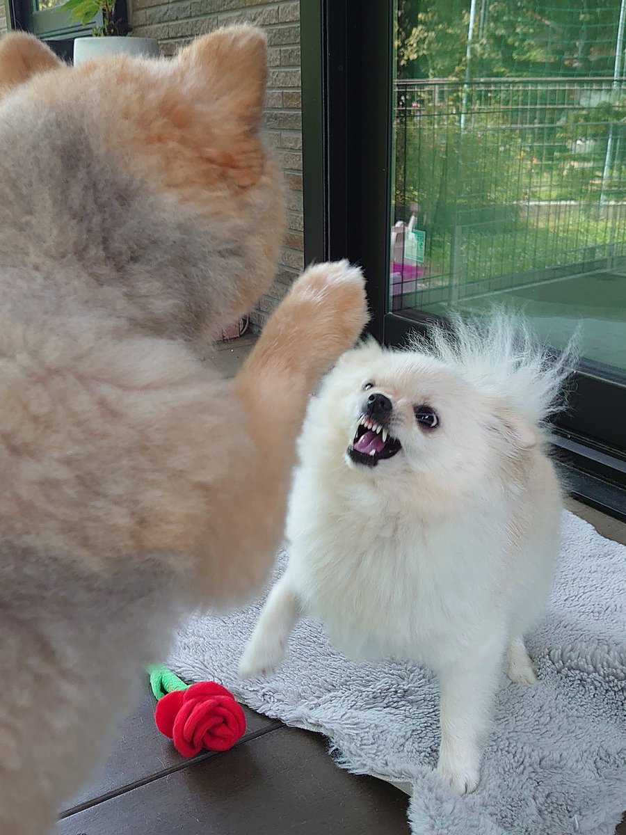 モデルの犬さんの生まれ変わり うちのるるたんでは🤔