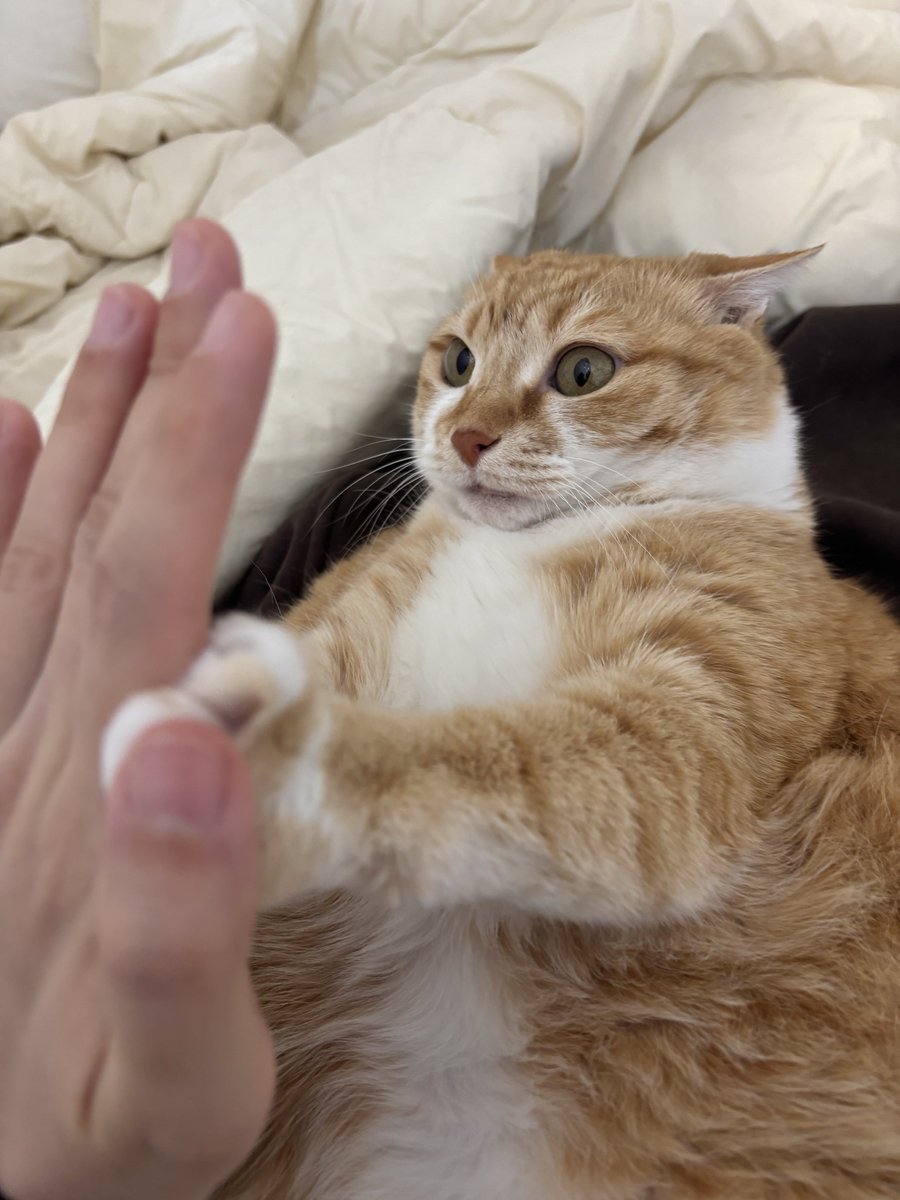 배 만지려니까 헐레벌떡 막으심