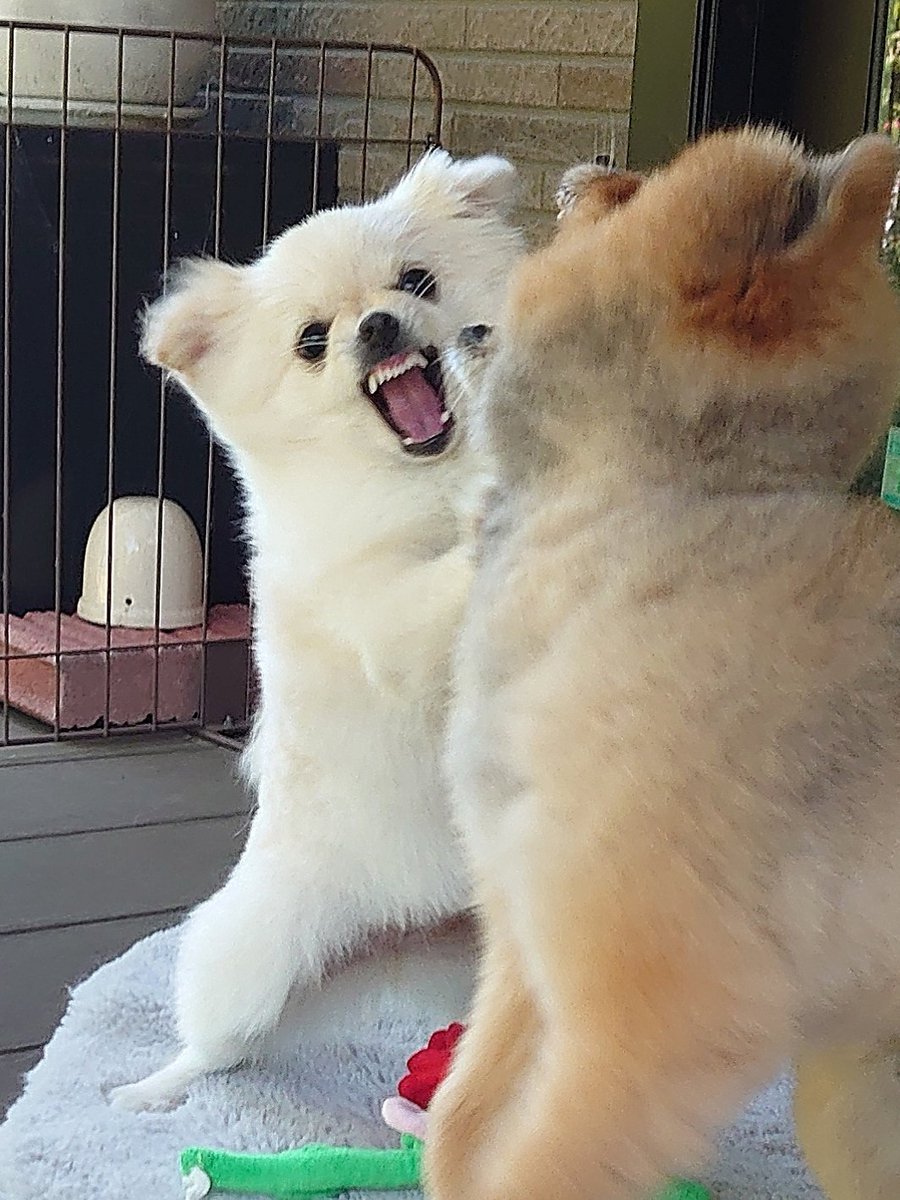 モデルの犬さんの生まれ変わり うちのるるたんでは🤔
