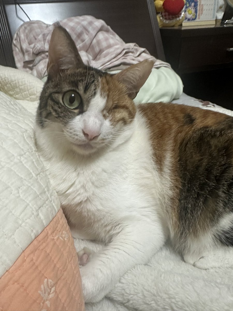 《📢異動通知📢》

由於鹿鹿禮拜日中午☀️

剛剛好有突發的事件需要解決🌍

所以新聞台會改移至下午四點進行🕓

不要走錯啦💗

放上一隻貓以表歉意🐱