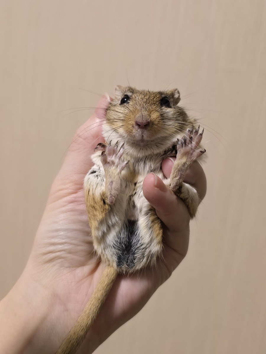 おてては小さく、あんよはでかい。
スナネズミです。