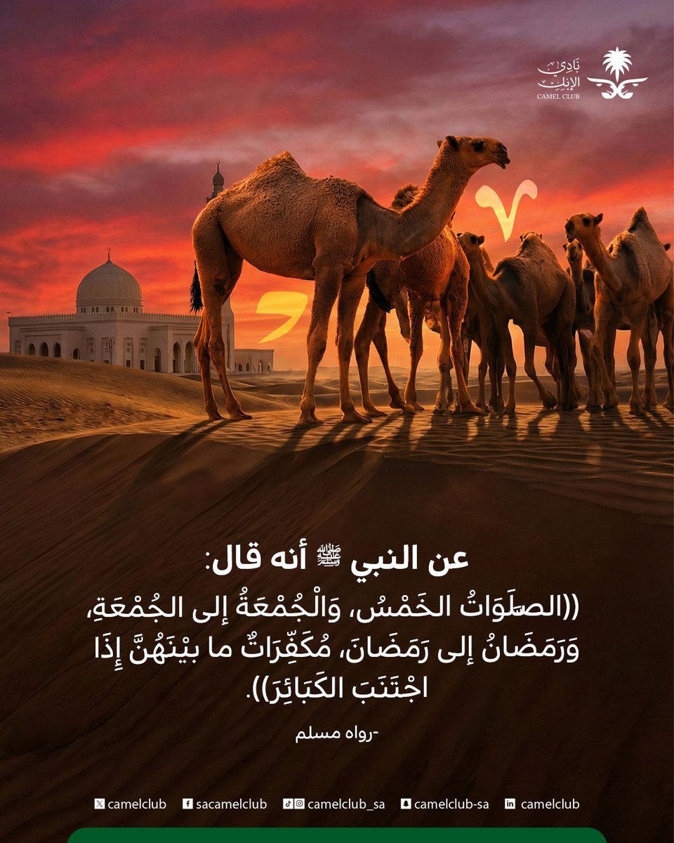 نادي الإبل tweet media