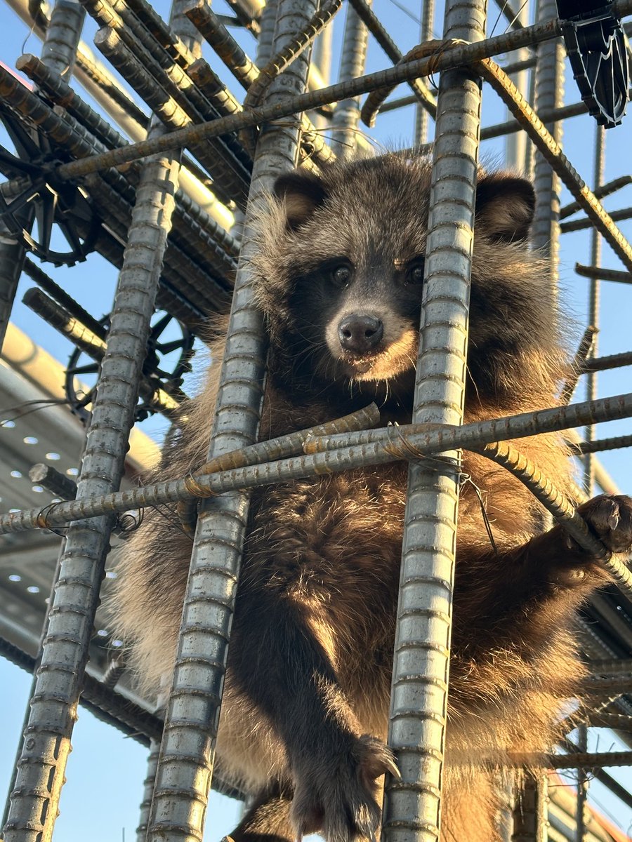 현장에.. 너구리가 떳어요!!ㅋㅋㅋㅋ
철근사이에 끼어있엇습니다 ㅠ
안전하게 구출 후 방생~~