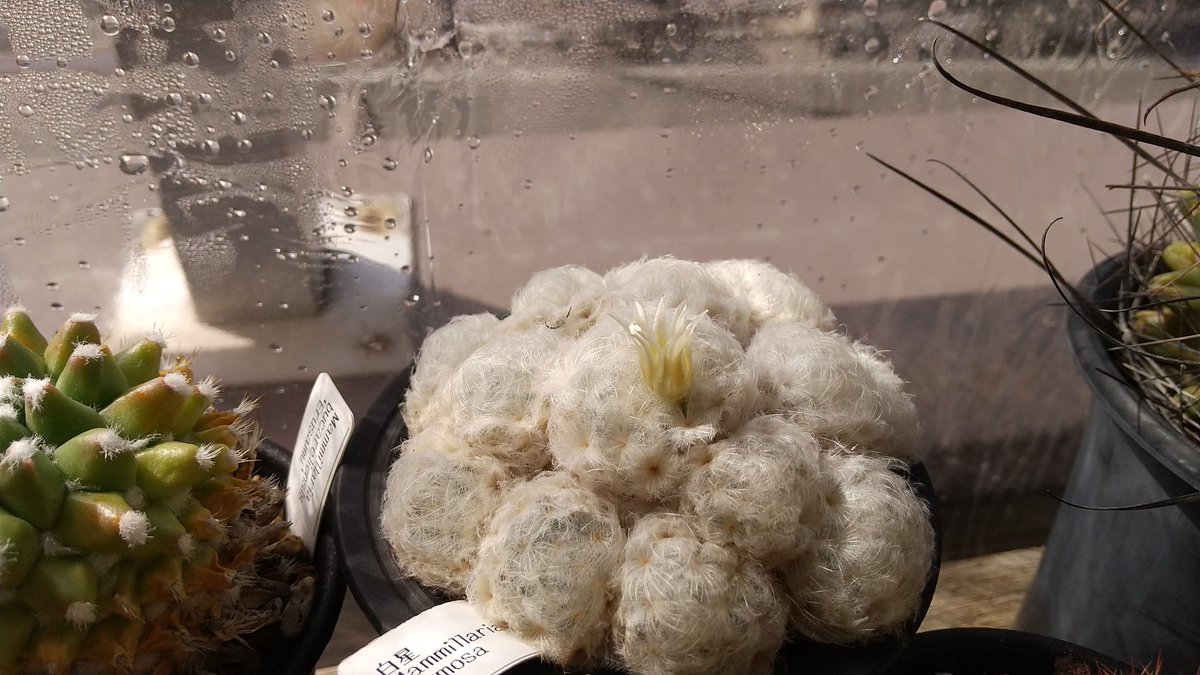 かれこれ29年育てているサボテンの白星(Mammillaria plumosa)が今年も