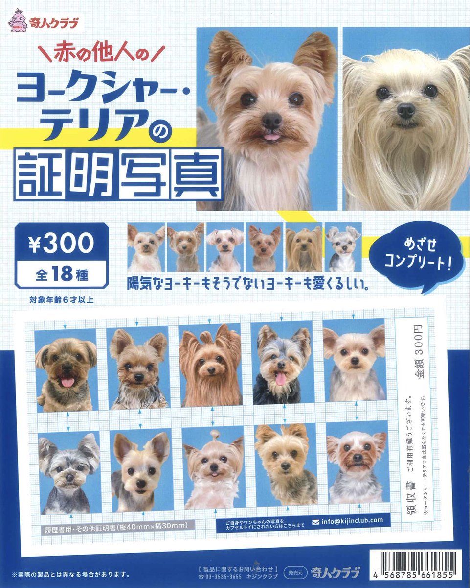 ヨークシャーテリア　額付プリント　アメリカン　シリアルナンバー付き 🌟新商品のご案内14🌟 ・ヨークシャー・テリアの証明写真 ・ふわりん