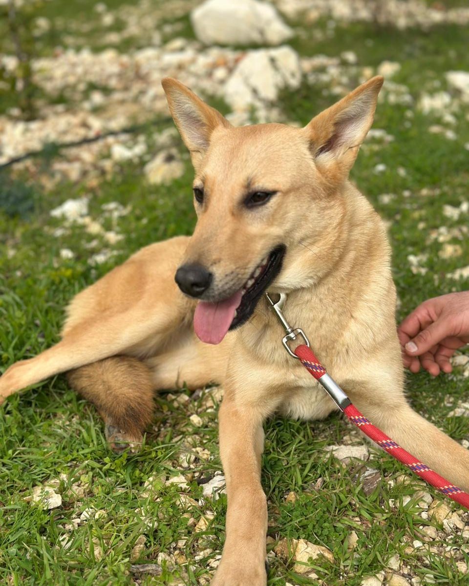 adoptdontshopl's tweet photo. 🐶 FOR ADOPTION 🐶
💖 Hazel 💖 11-month-old female dog 🐾
Fully vaccinated &amp; spayed. Sweet, loving, and ready to join her forever family 🏡
📲 Contact: 76 430 742
Can’t adopt? Please share!

#adoptdontshop #dogforadoption #foreverhome https://t.co/MohU4ClePX