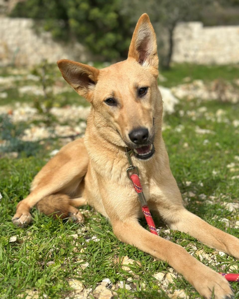 adoptdontshopl's tweet photo. 🐶 FOR ADOPTION 🐶
💖 Hazel 💖 11-month-old female dog 🐾
Fully vaccinated &amp; spayed. Sweet, loving, and ready to join her forever family 🏡
📲 Contact: 76 430 742
Can’t adopt? Please share!

#adoptdontshop #dogforadoption #foreverhome https://t.co/MohU4ClePX