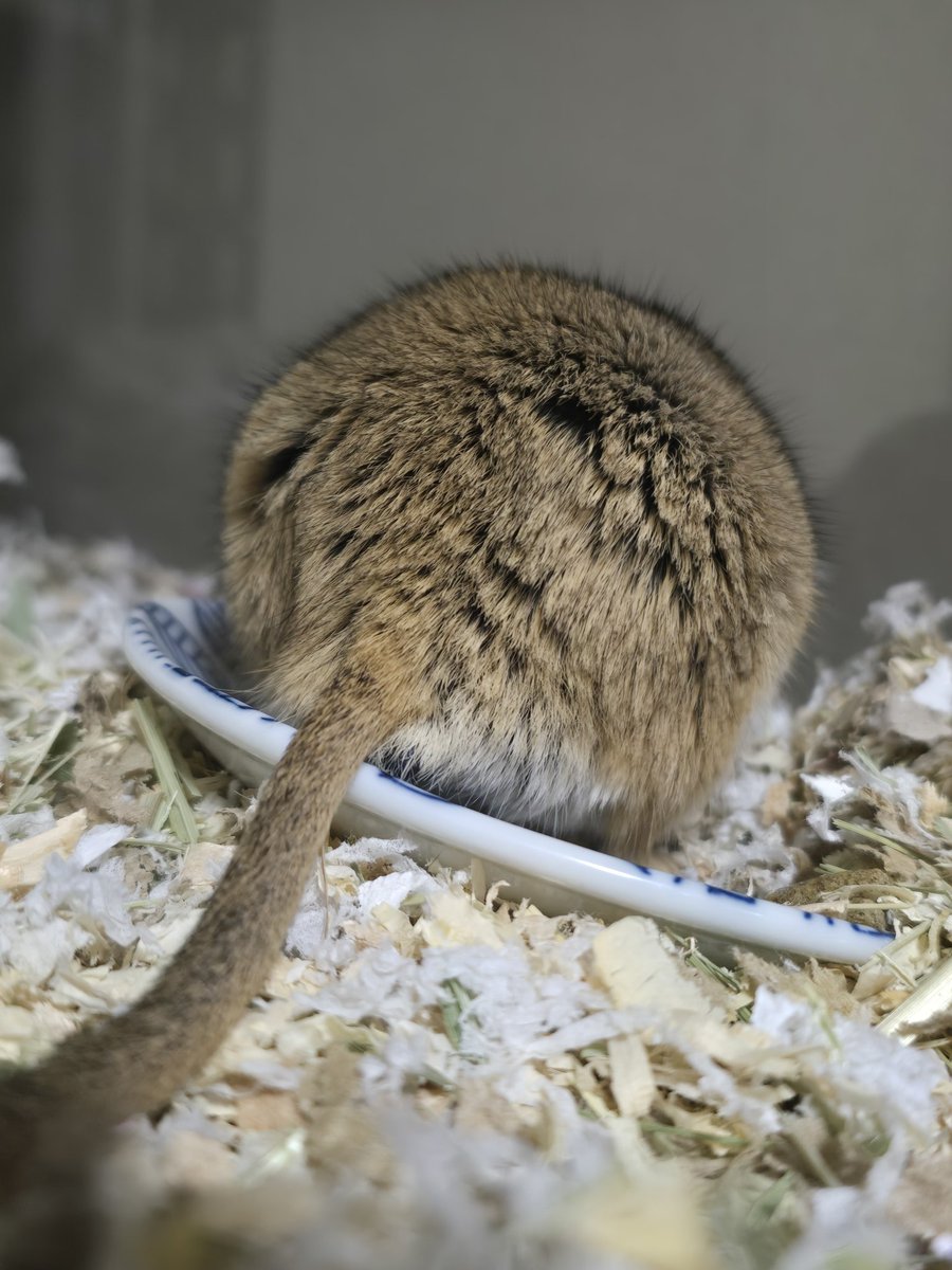 す、すなけつだー！！！