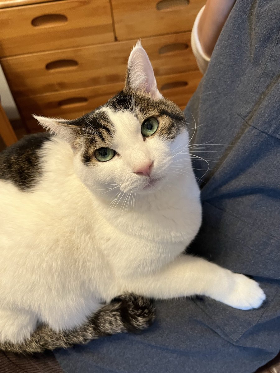 今日のなっちゃん🐈 ママの膝上🥹@aimyonGtter