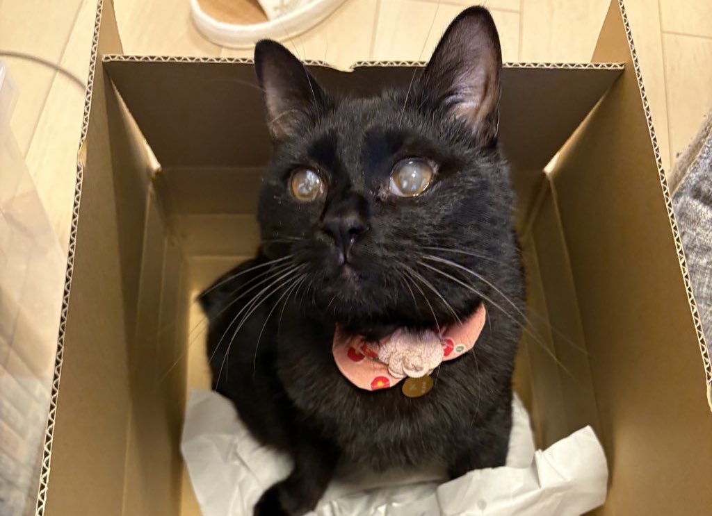 アオ🦖 tweet media