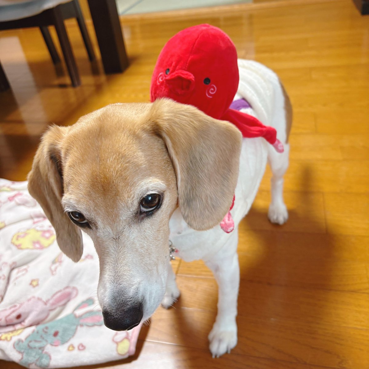 cocona_darake's tweet photo. たこさんを運ぶここなちゃん🐶🐙

#beagle #ビーグル #犬のいる暮らし https://t.co/qnrAPMhLvZ